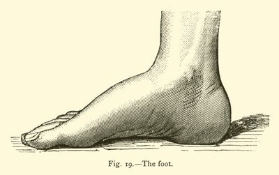 The Foot by Leveille